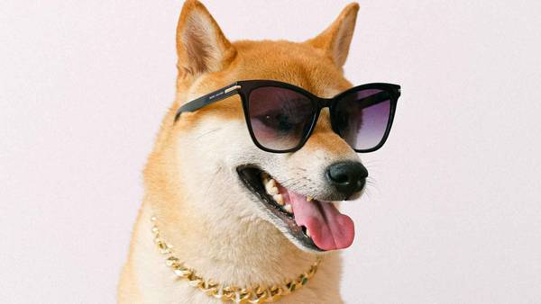 Shiba Inu mit Sonnenbrille und Kette